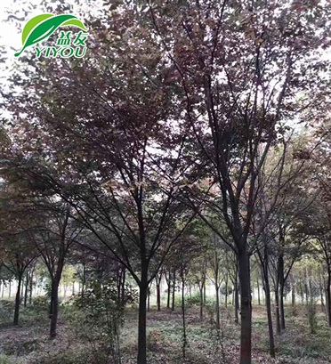 櫸樹
